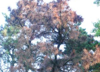 ͧ��ɽ�������� 