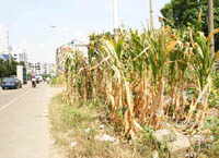 ���е�·���ϵġ���԰��⡱ ��ɷ�羰