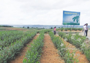 ������ɽ��Ҷ��׼԰����ȫ��ʾ��