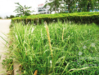 �̻����Ĳݴ���