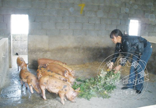 �����಻�¿� ��һ�����ֵ�����Ů