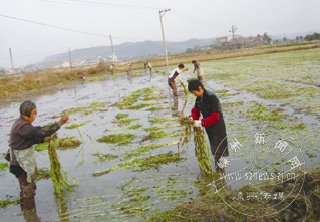 ��ģ��ֲˮ�۲�