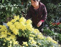 ���ڽ��붬��һ����Ư���ľջ���������ӭ