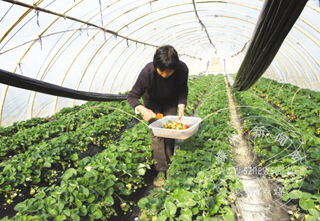 ��ݮ������ ÿ����35Ԫ����