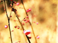 ��÷����