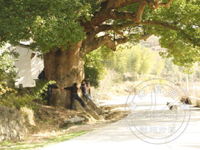 ��һ�ú�������