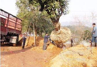 ��ֲ�������