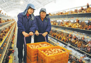 �ִ����������ղ�����2��ֻ