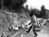 ������һ��Ȼ�� ǧֻ��Ѽ����ɽ����