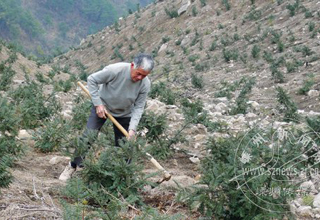 ��ǧĶ��ɽ������� 