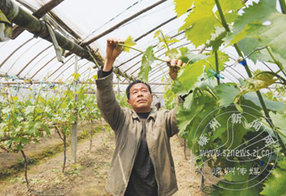 ¹ɽ�ֵ�������չ��Ʒũҵ