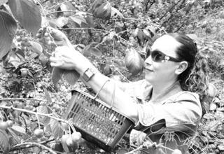 ����ƺӣ�Ҳ�ժ��