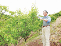 ��������ʽ��� �����԰Ч��