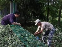 ���﹫˾��Χǽդ����α�͵