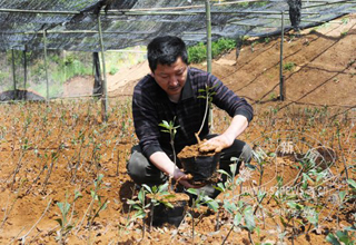 ��Ӫ������������÷�� ������ Ч����