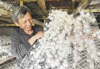 ��̬��ֳ���� Ч����������