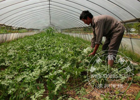 ����������ȫ������