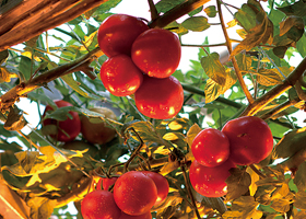 ���ԡ��߲�֮�硱�ĿƼ�����