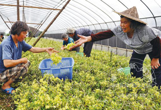 ʯ������ǧ��� ��֯��Ա������ժ