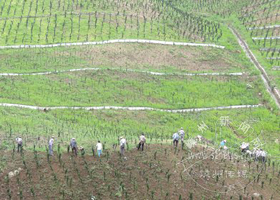 ��ɽ��Ұ�춹ɼ