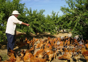 ��԰��������̬��