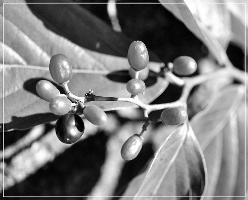 �����������Σֲ��ͻ������ɽ