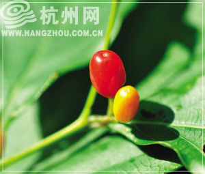 �㽭�״η��֡�С�����衱