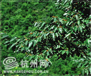 �㽭�״η��֡�С�����衱