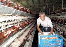 ���������ͳ����𵰵���