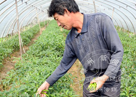 С���� ���ֵ