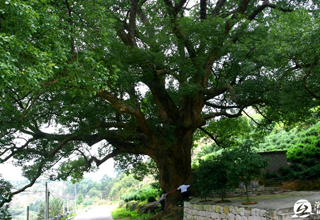 ������ͬһ�� ������