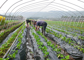 ��Ĥ���������ݮ��������ʱ