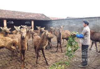 ��ֳ÷��¹ ���뼸ʮ�� 