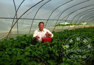 �ճ��еġ�ţ�̲�ݮ��ÿ����100Ԫ