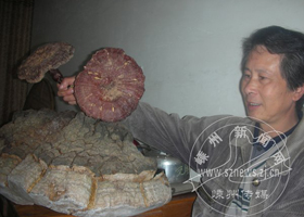 һ�þ޴�Ұ����֥ ��70���