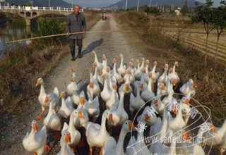 70�������������������� �����ʵ������