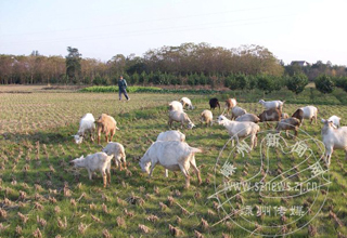 �������ʯ���ũ�����¸���;��