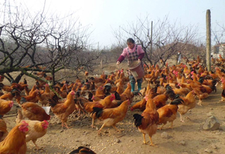 �����⼦�ḻ�����г�