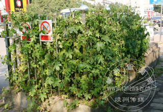 ���Ӳݰ�Χ�ı�ѹ�� ���йز�������һ��