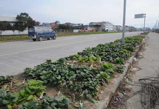 �̻������ɡ���԰�ӡ�