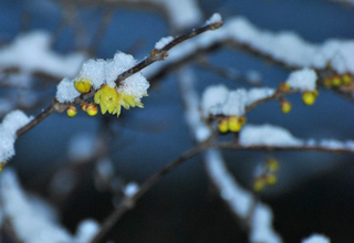 ������Ʊ��������