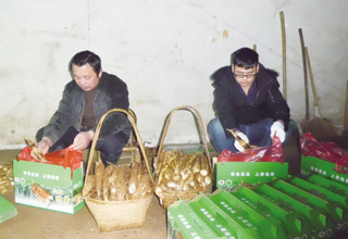 ��æ����æ����