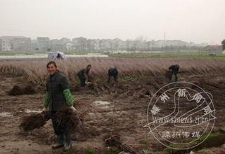 ��ľ��������ӭ��һ���е�����