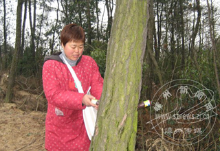 ��ǧ�������ҵ�ƿ�� Ԥ���ɲ��߳没Σ��