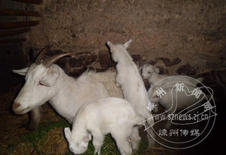 ��������¡��İ�̥��