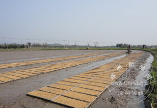 �����򴺸�����æ