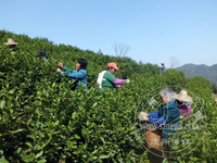 ���Ů���ɲ�æ