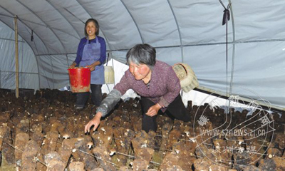 �������ز��㹽����