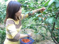 �л�ӣ������ ÿ����100Ԫ