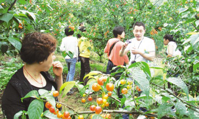 ����һ��С���� ����ժ��������